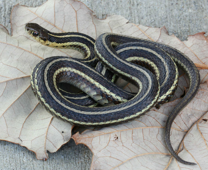 Butler's Garter Snake